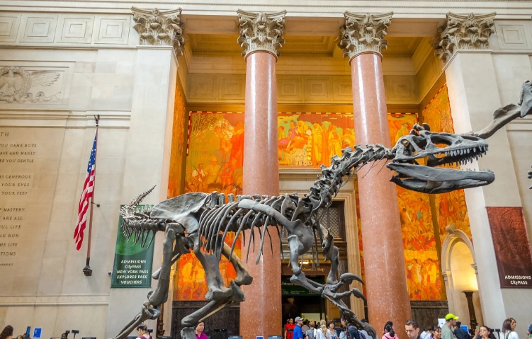 Een dinosaurusskelet tussen de zuilen in het American Museum of Natural History.