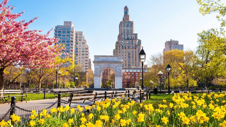 Washington Square Arch achter bloeiende bomen en gele narcissen in Washington Square Park.